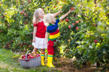 two small children picking apples