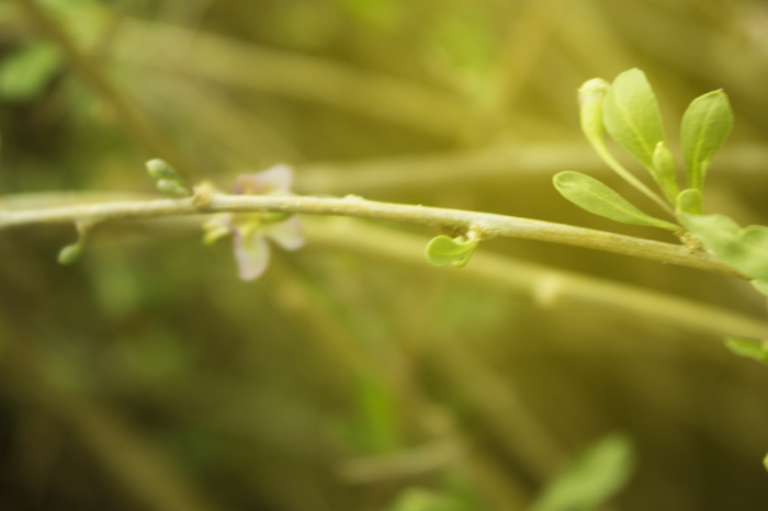 budding branch