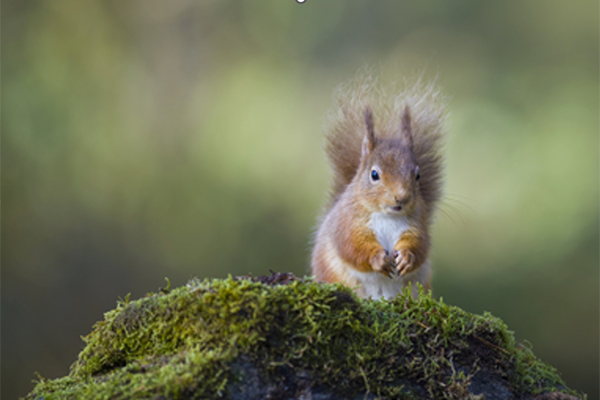 squirrel on a log